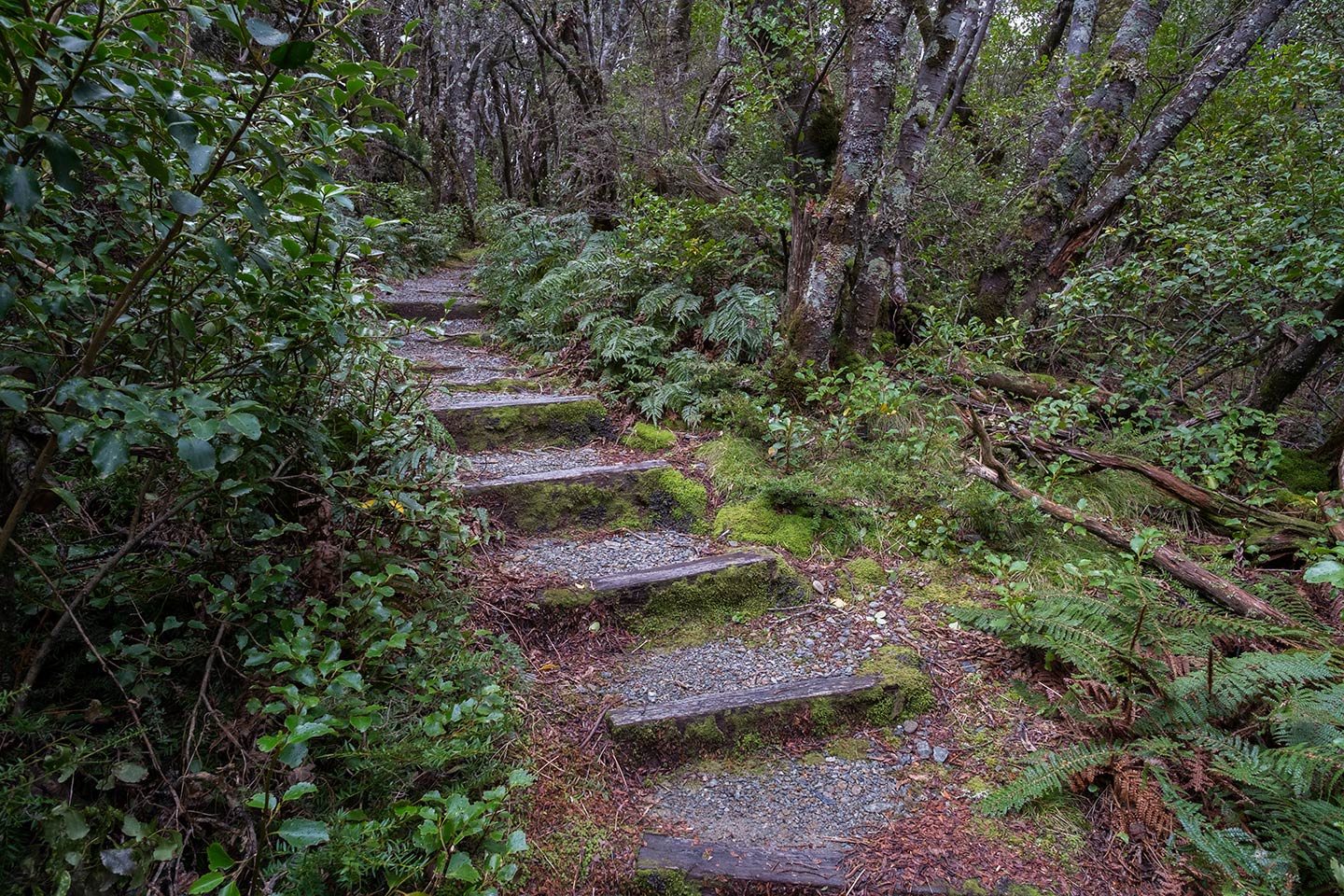 Bowen Bush Walk, Aoraki Mount Cook National Park, New Zealand