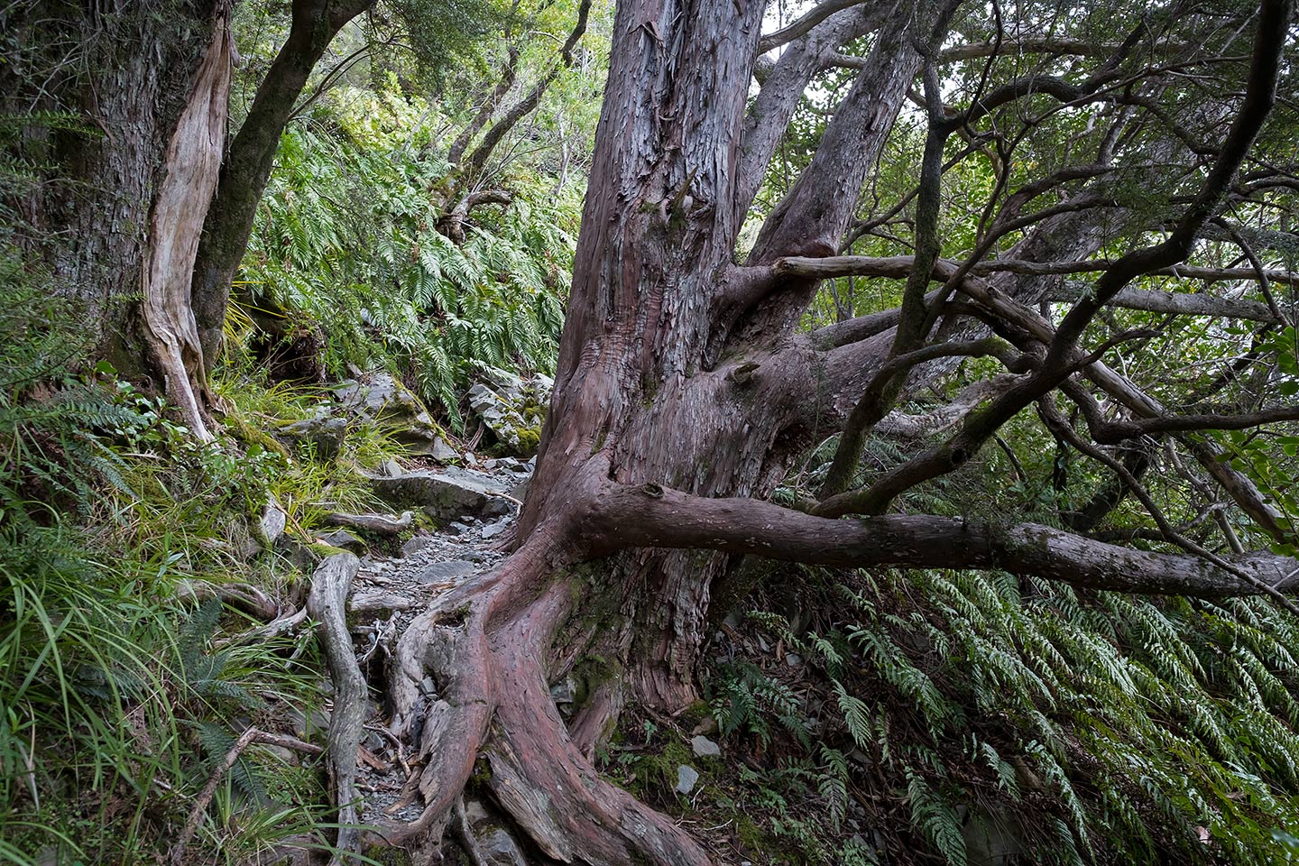Glencoe Walk, Aoraki Mount Cook National Park, New Zealand