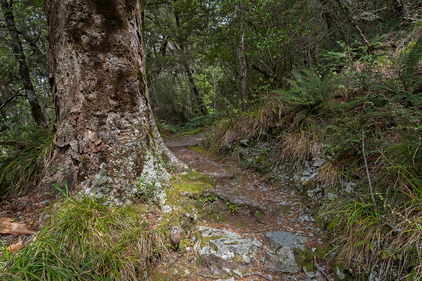 Governors Bush Walk, Aoraki Mount Cook National Park, New Zealand