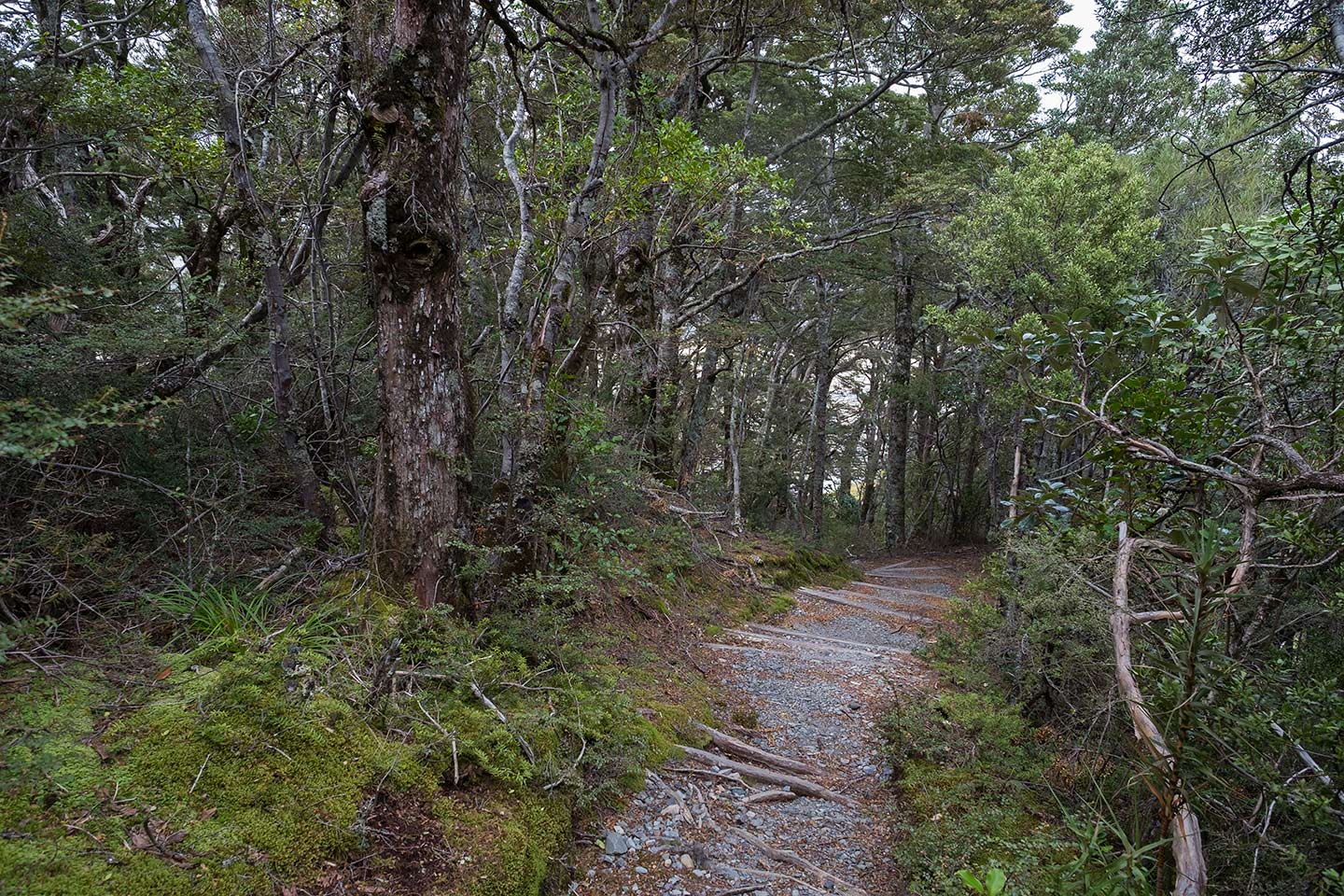 Governors Bush Walk, Aoraki Mount Cook National Park, New Zealand