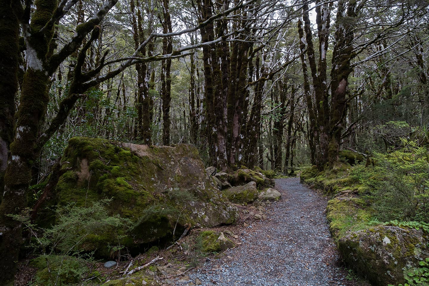 Bealey Valley Track, Arthur's Pass National Park, New Zealand