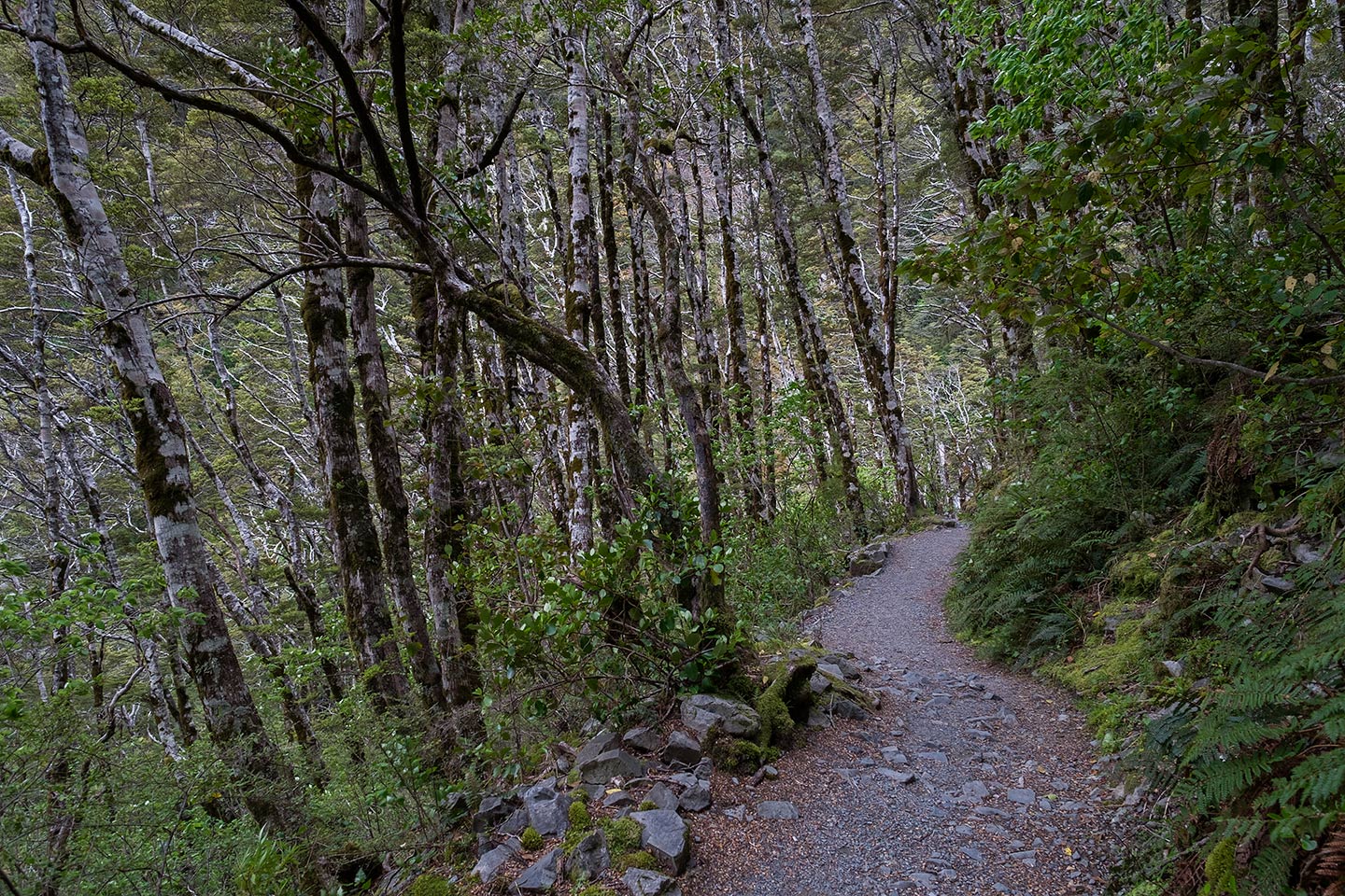 Arthur's Pass Walking Track, Arthur's Pass National Park, New Zealand