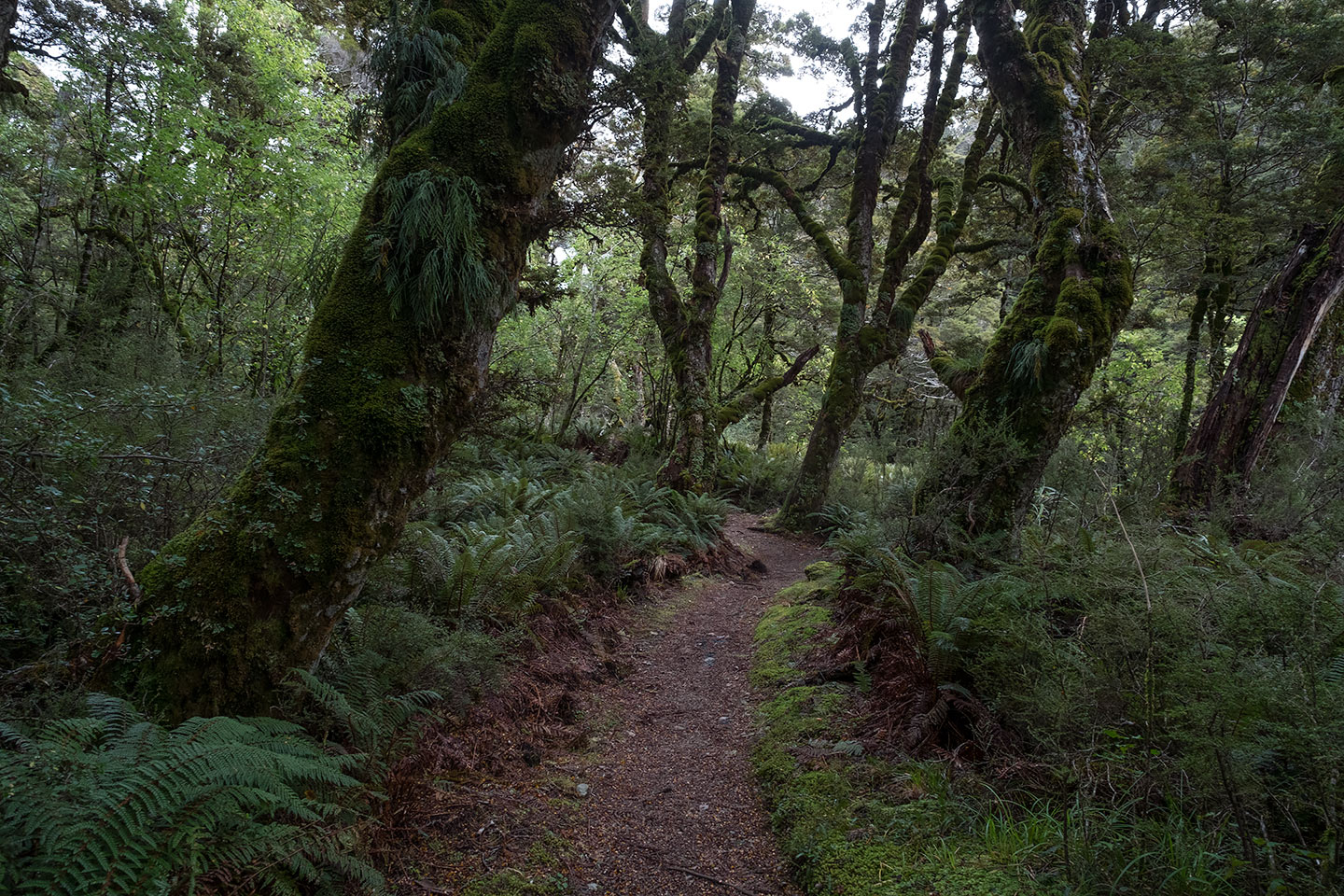 Kepler Track, Fiordland National Park, New Zealand
