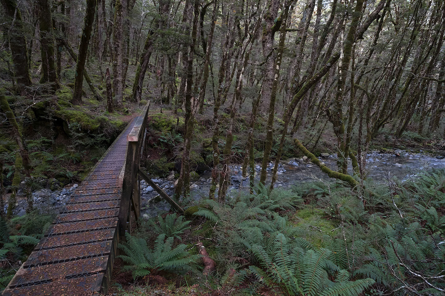 Kepler Track, Fiordland National Park, New Zealand