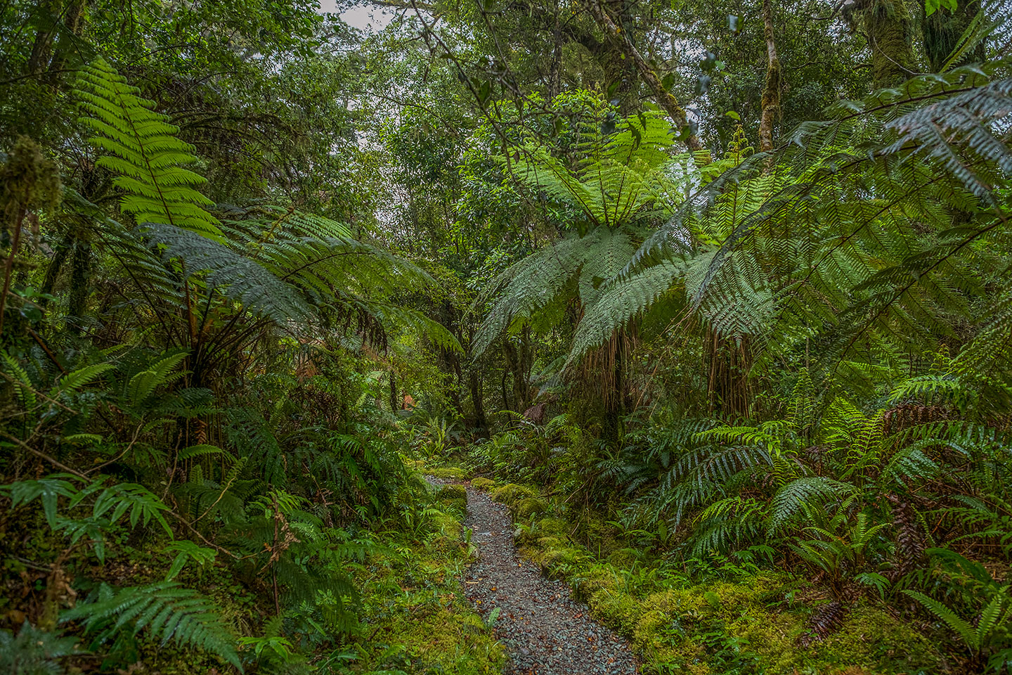 Milford Track, Fiordland National Park, New Zealand