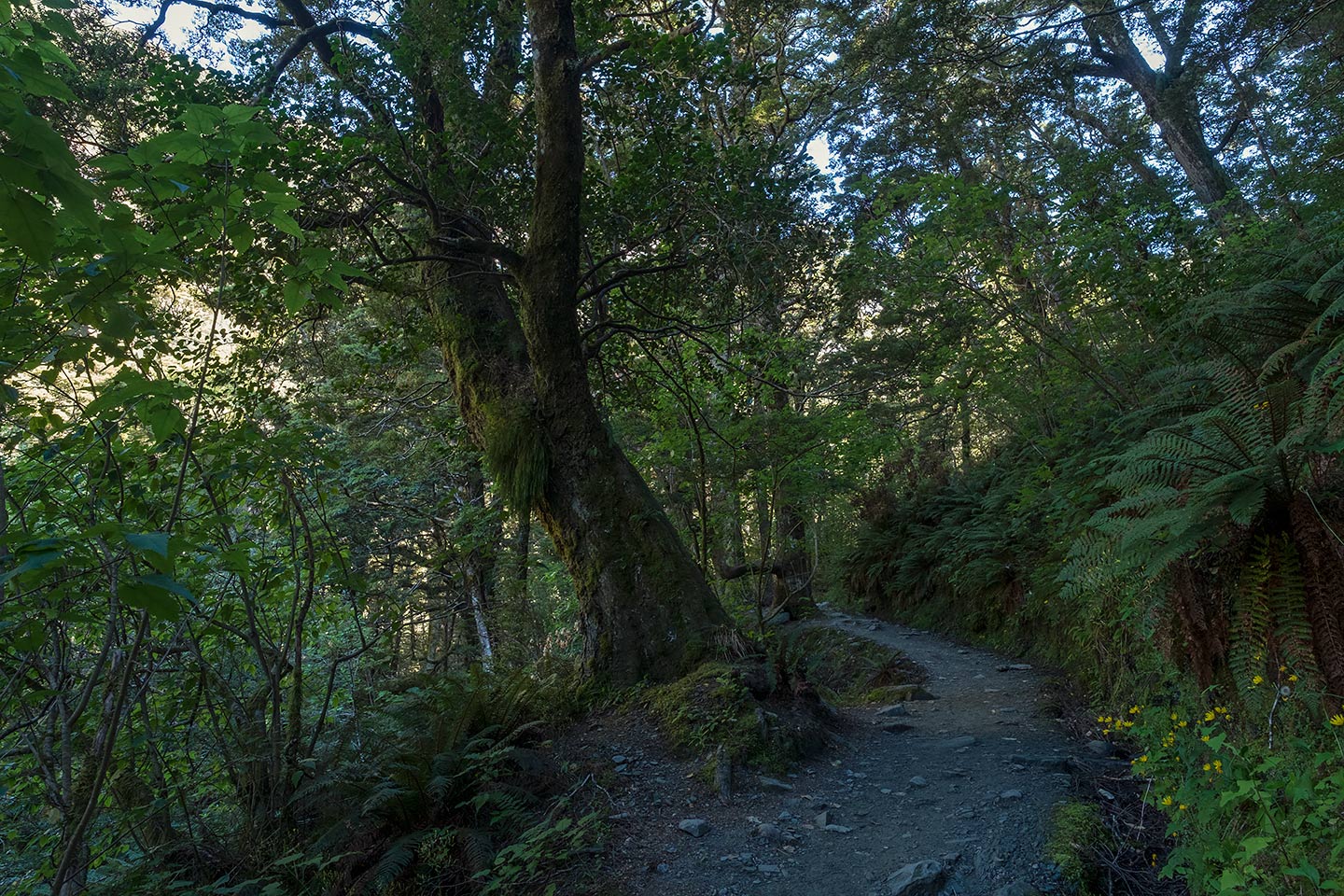 Rob Roy Valley, Mount Aspiring National Park, New Zealand