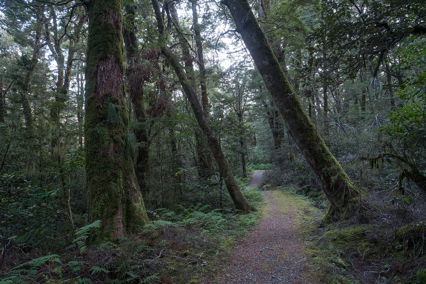 Cameron Flat Nature Walk, Mount Aspiring National Park, New Zealand