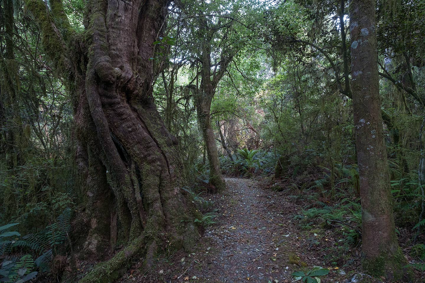 Makarora Bush Nature Walk, Mount Aspiring National Park, New Zealand
