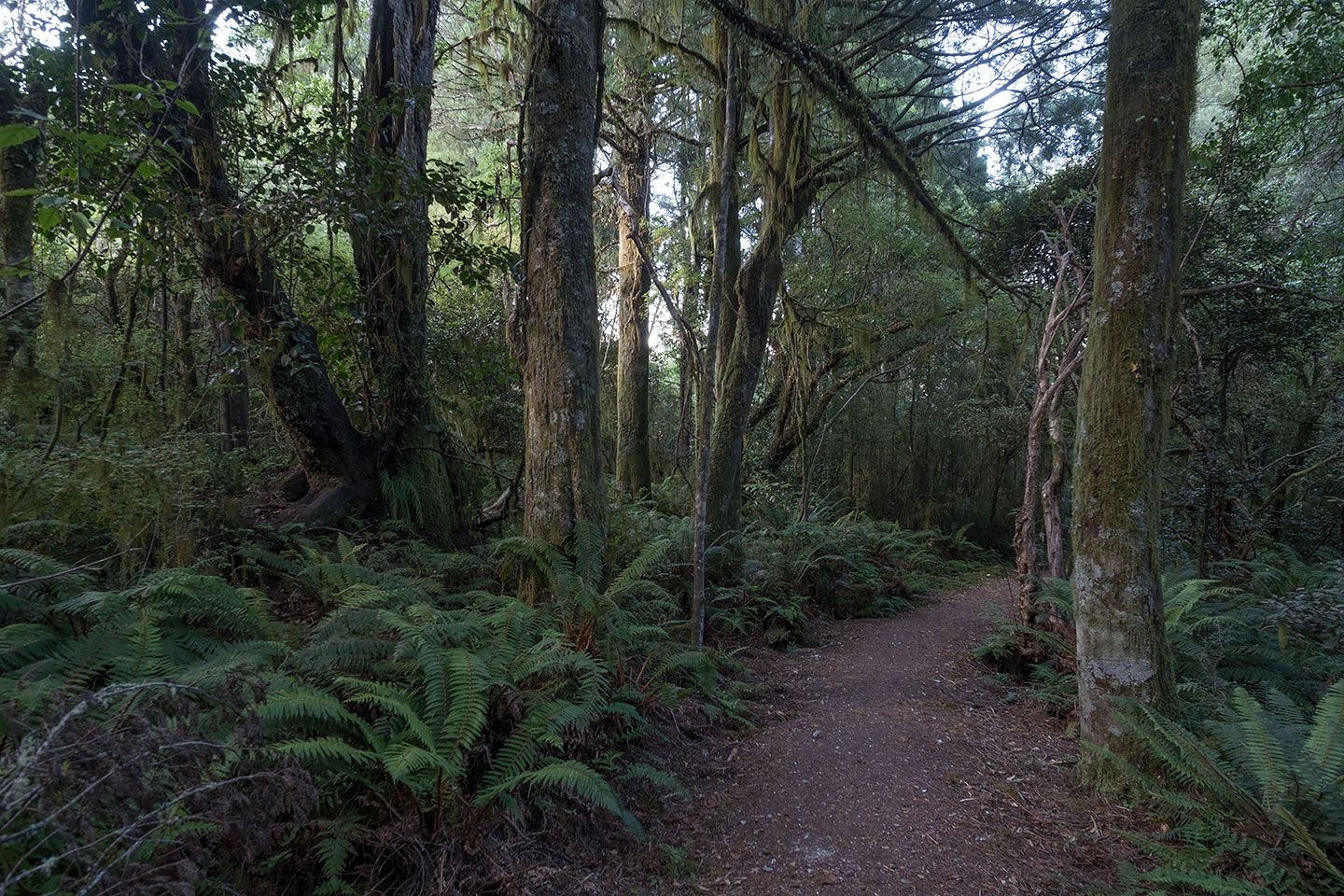 Makarora Bush Nature Walk, Mount Aspiring National Park, New Zealand