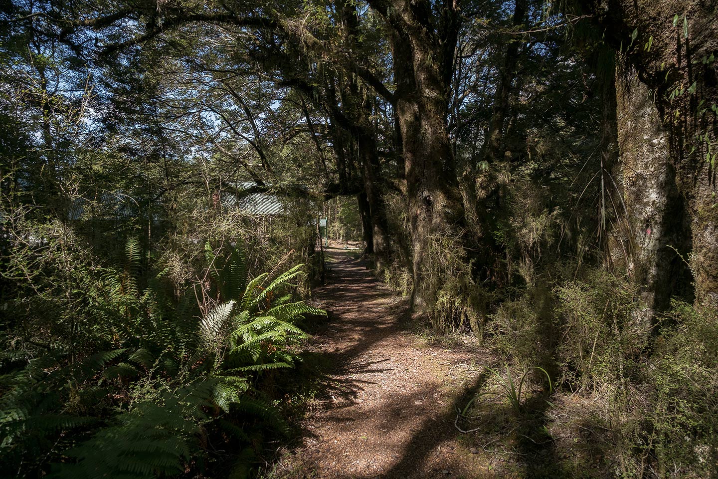 Pleasant Flat Bush Walk, Mount Aspiring National Park, New Zealand