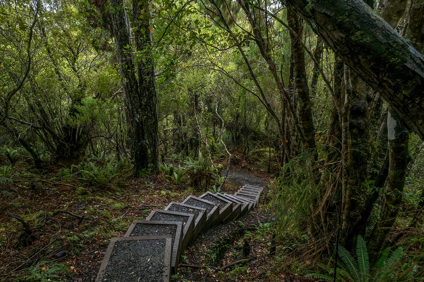 Rakiura Track, Rakiura National Park, New Zealand