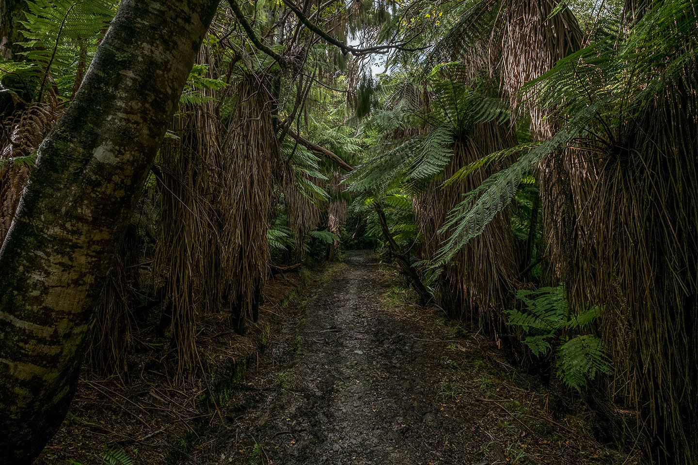 Rakiura Track, Rakiura National Park, New Zealand