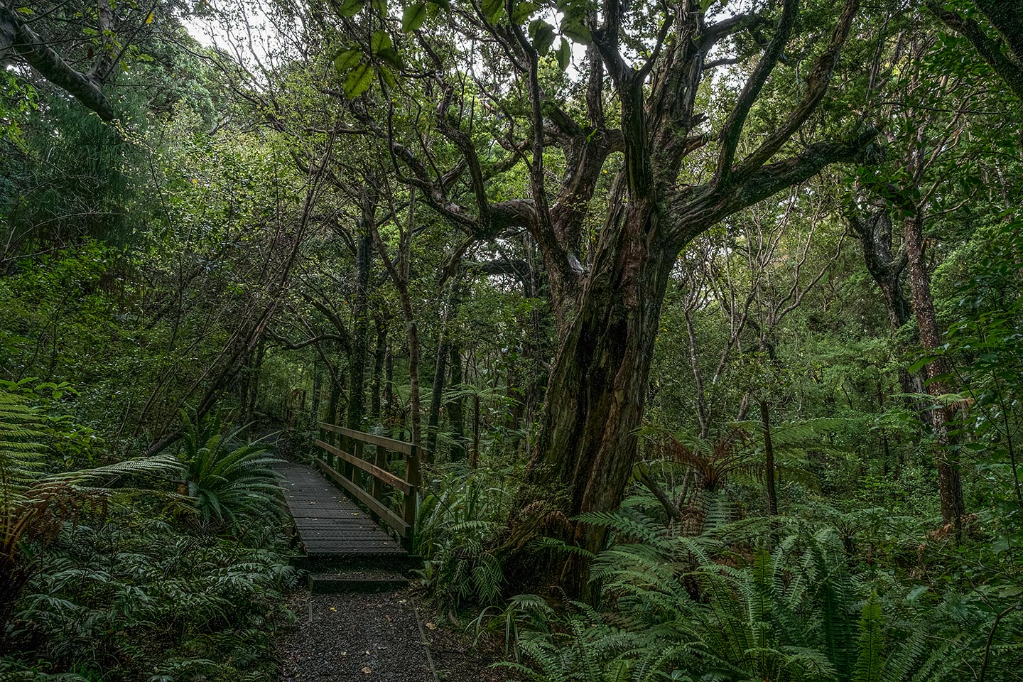 Ulva Island, Rakiura National Park, New Zealand